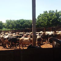 Alunos do IFMT Campus Campo Novo do Parecis realizaram visita técnica na Fazenda São Marcelo