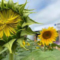 Foto: Reprodução / Discentes 