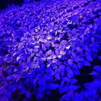 Foto: Reprodução / Discentes 